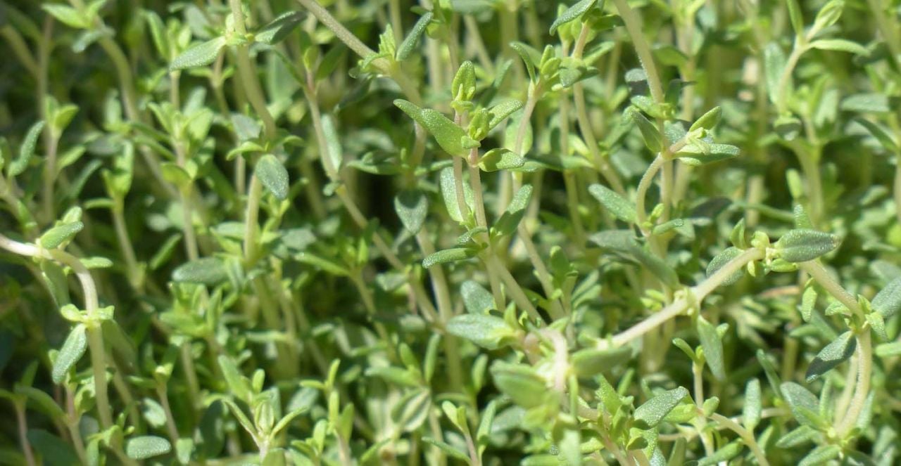 Kekik Fidesi Yetiştiriciliği