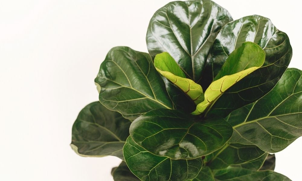 Keman Yapraklı Kauçuk Çiçeği Fiyatı