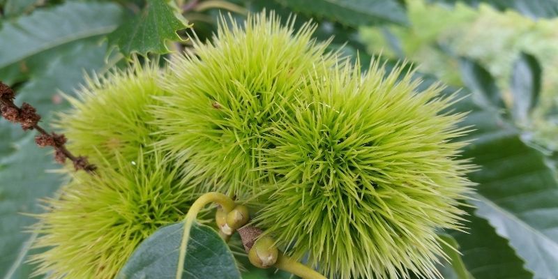 Kestane Fidanı Bakımı