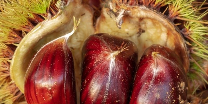 Kestane Fidanı Çeşitleri