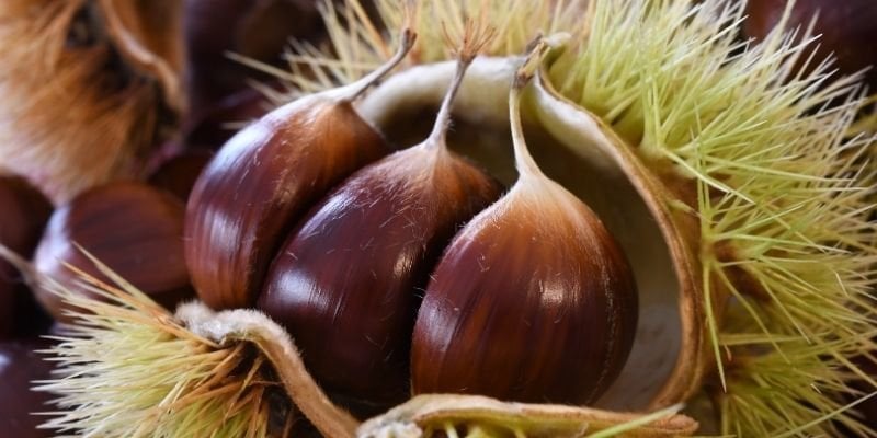 Kestane Fidanı Özellikleri