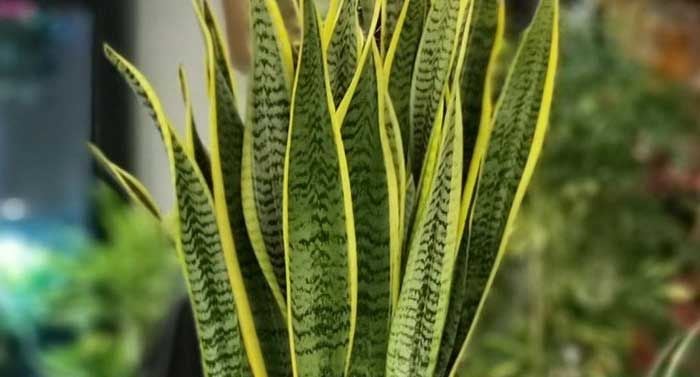 Kılıç Çiçeği Bakımı Nasıl Yapılmalıdır