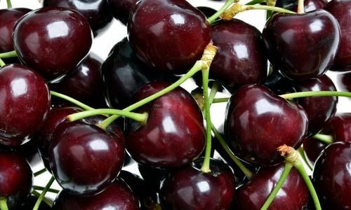 0900 Ziraat Kiraz Fidanı Satışı