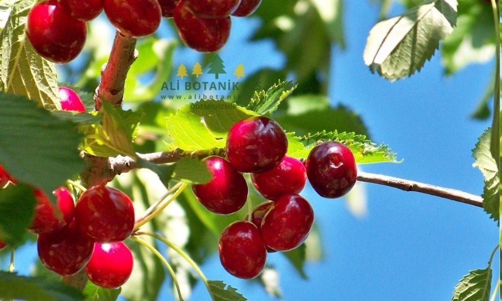 Kiraz Fidanı Ne Zaman Dikilir?