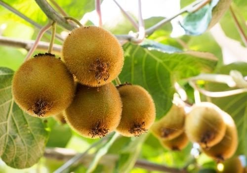 Kivi Fidanı Bakımı