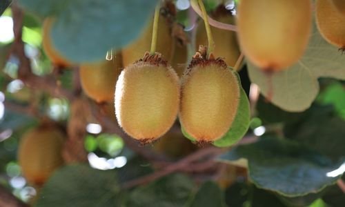 Dişi Kivi Fidanı Bakımı