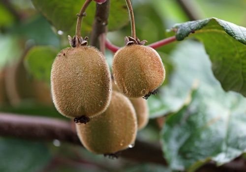 Kivi Fidanı Çeşitleri