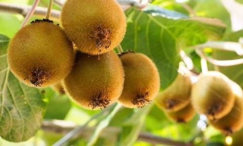 Dişi Kivi Fidanı Çeşitleri