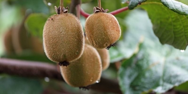 Tüplü Dişi Kivi Fidanı Çeşitleri