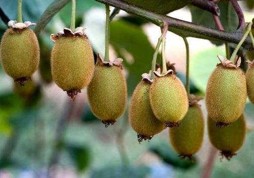 Kivi Fidanı Fiyatı