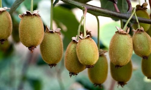 Dişi Kivi Fidanı Fiyatı