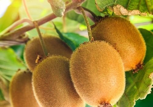 Kivi Fidanı Özellikleri