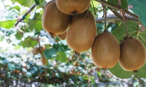 Dişi Kivi Fidanı Özellikleri