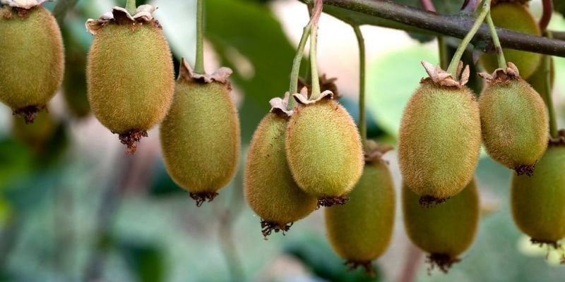 Tüplü Dişi Kivi Fidanı Özellikleri