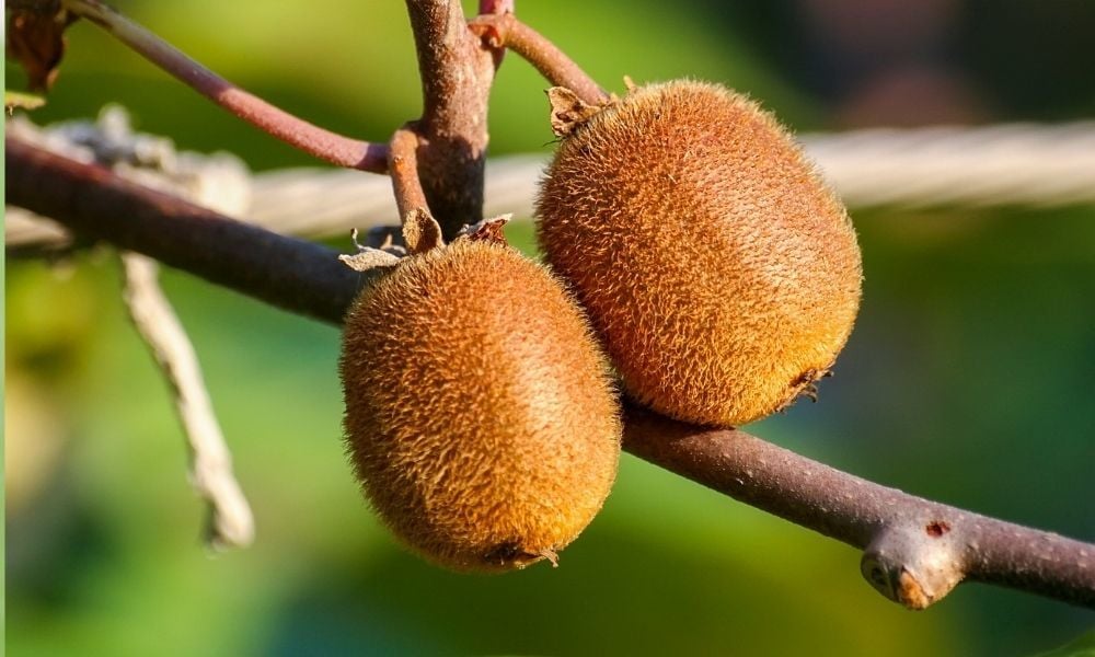 Kivi Fidanı Nasıl Yetiştirilir?