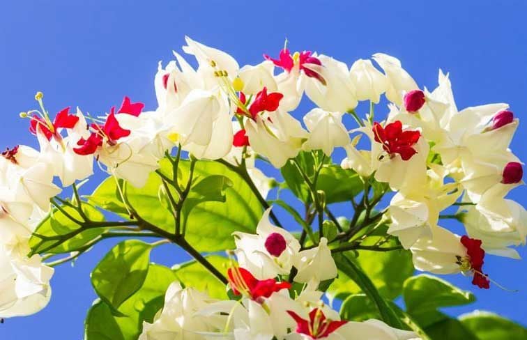 Kızılay Çiçeği Nasıl Bakılır