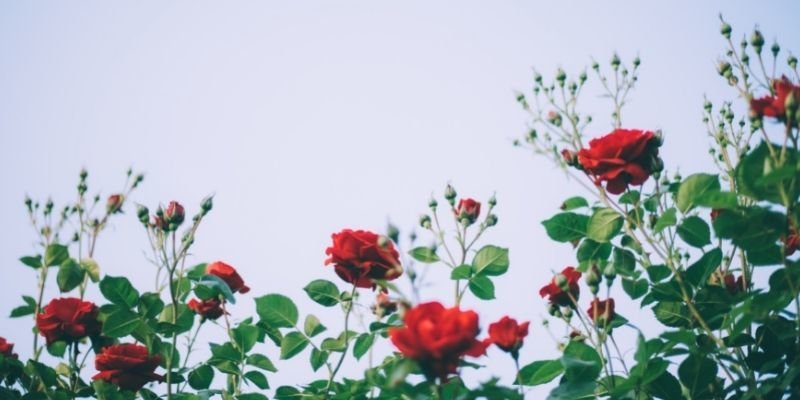 Kokulu Çardak Gülü Özellikleri