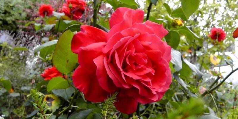 Kokulu Gül Fidanı Satışı