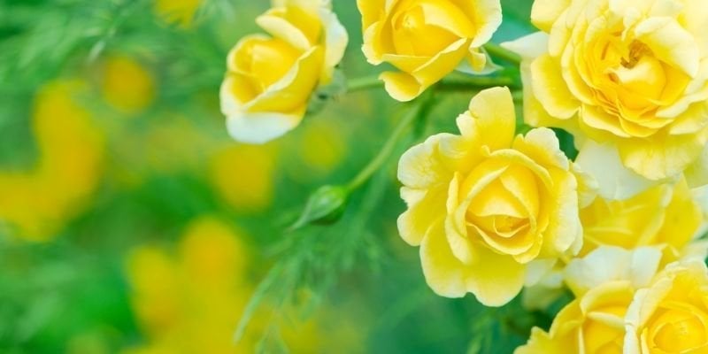 Kokulu Gül Fidanı Bakımı