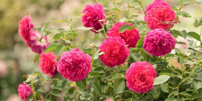 Kokulu Çardak Gülü Çeşitleri