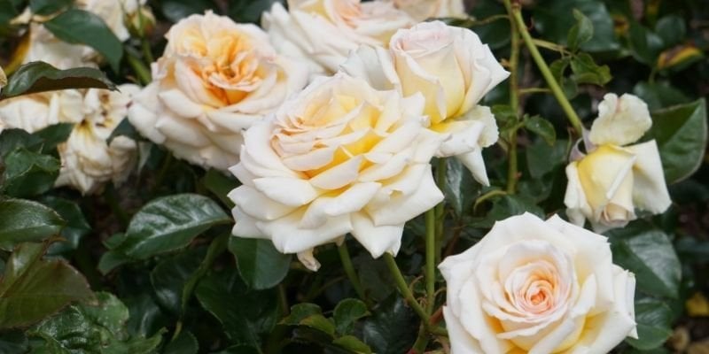 Kokulu Gül Fidanı Çeşitleri