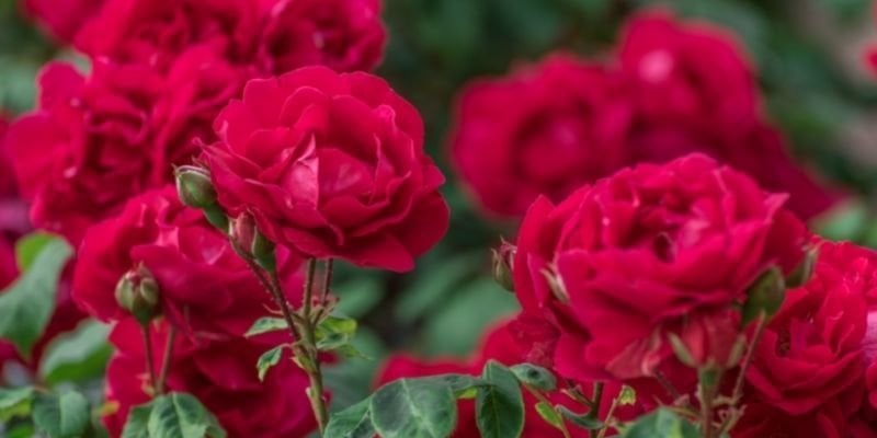 Kokulu Gül Fidanı Fiyatı