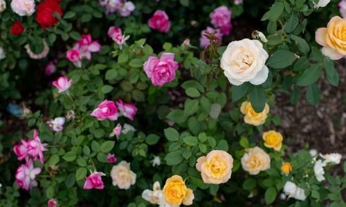 Kokulu Gül Nasıl Gübrelenir?