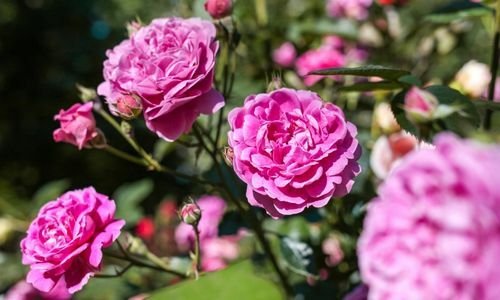 Kokulu Gül Nasıl Budanır?