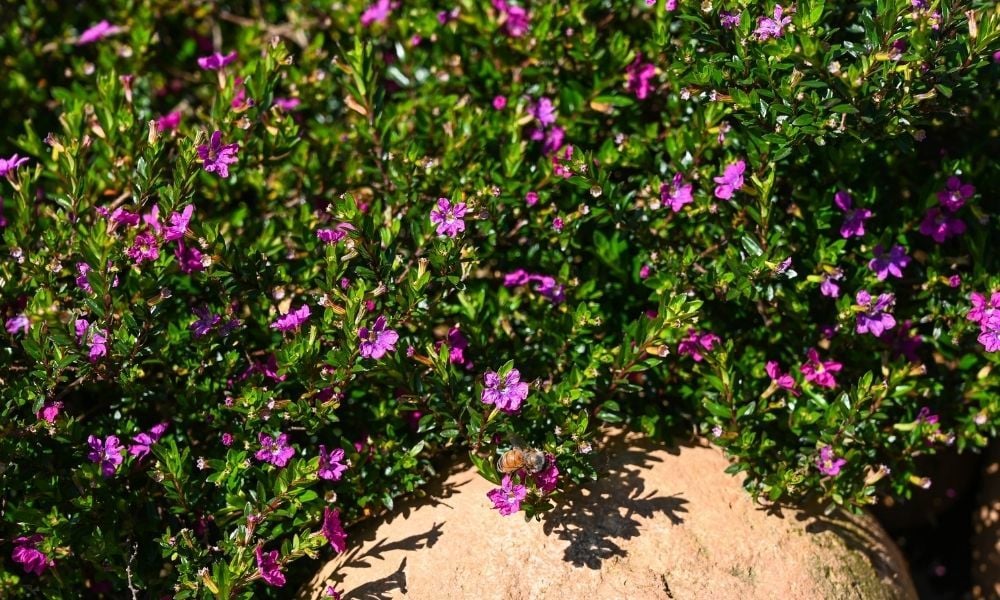 Kufeya Çiçeği Bakımı