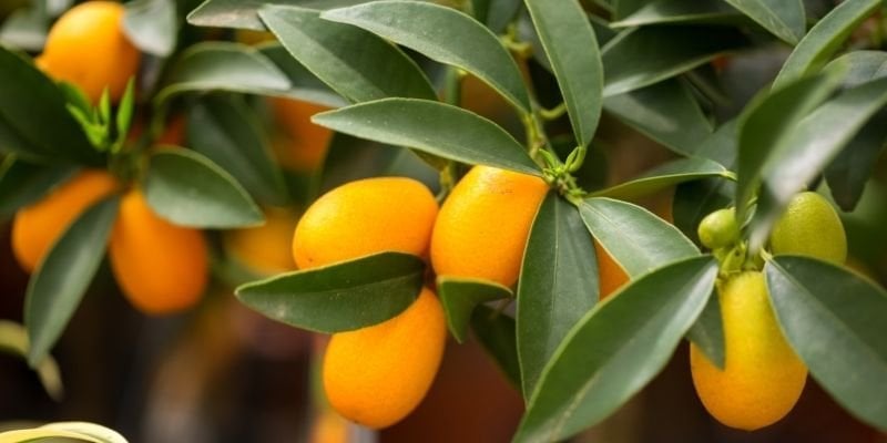 Kamkat Fidanı Bakımı