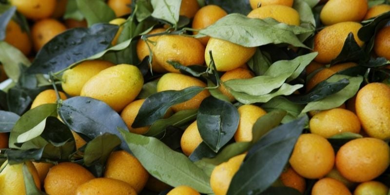 Kamkat Kumkuat Fidanı Çeşitleri