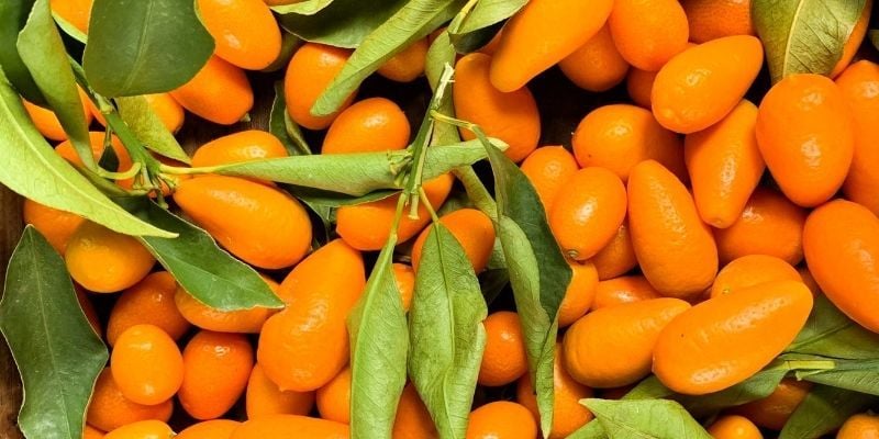 Kamkat Fidanı Satışı