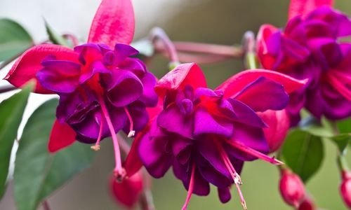 Küpe Çiçeği Bakımı Nasıldır?