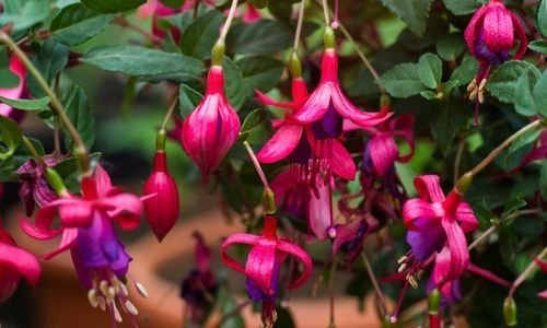 Küpe Çiçeği Özellikleri