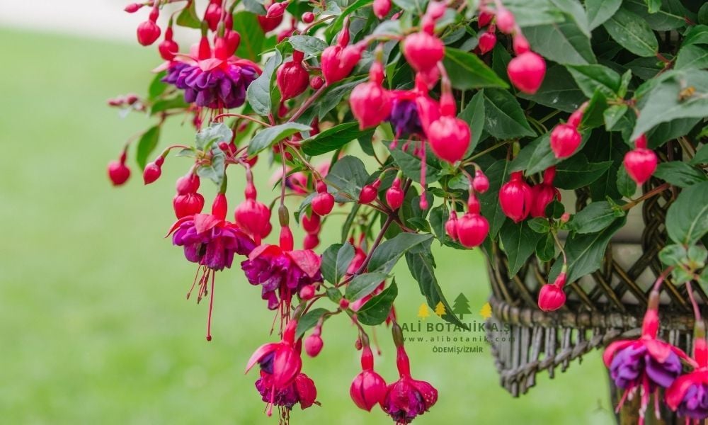 Küpe Çiçeği Bakımı