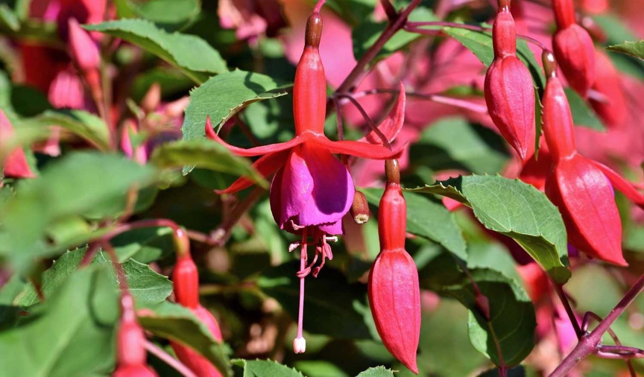 Küpe Çiçeği Çeşitleri