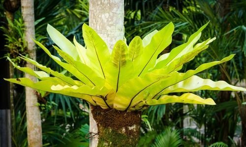 Kuş Yuvası Çiçeği Bakımı