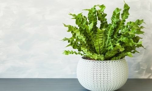 Kuş Yuvası Çiçeği Çeşitleri