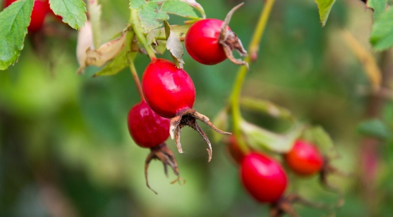 Ginkgo Biloba Ağacı Çeşitleri