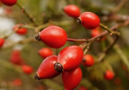 Kuşburnu Fidanı Çeşitleri