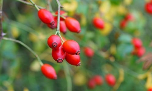 Kuşburnu Fidanı Fiyatı