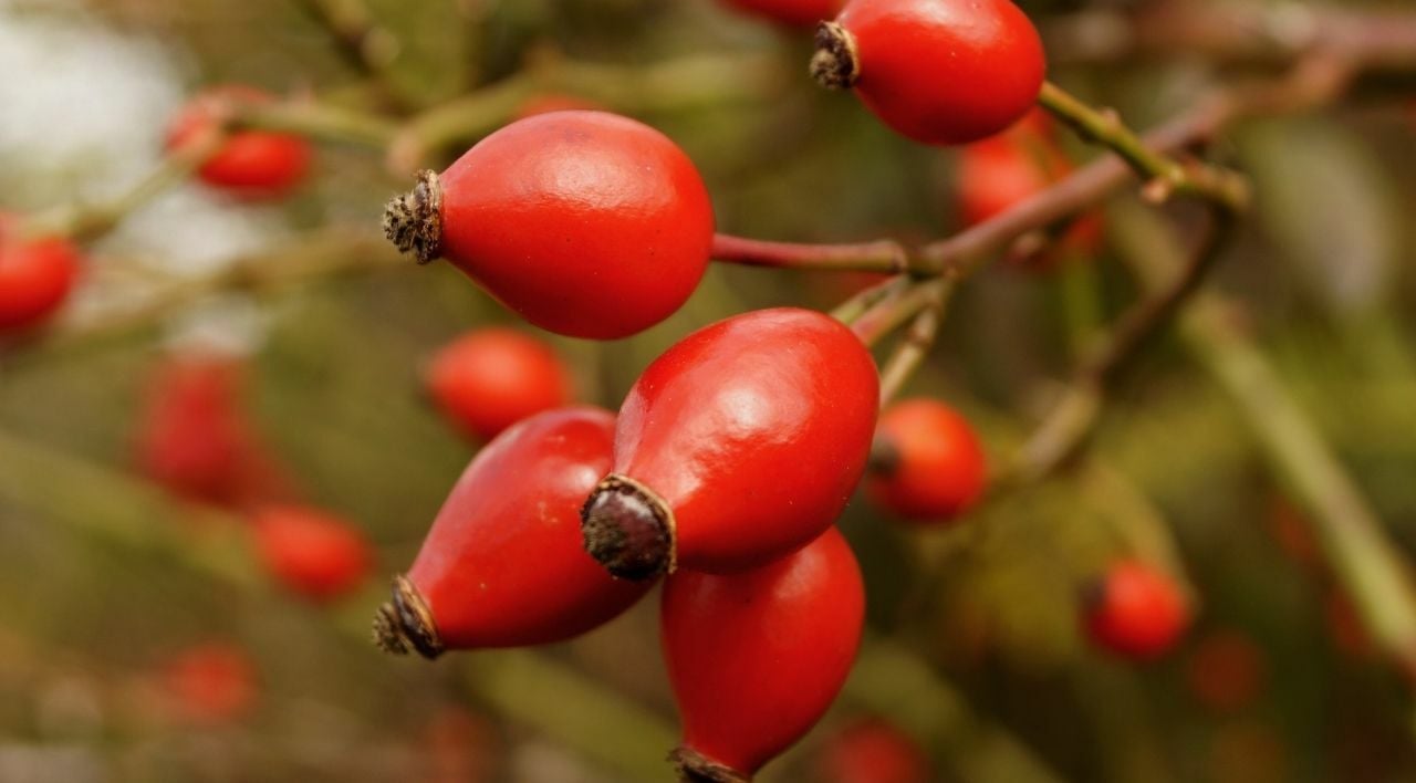 Dikensiz Kuşburnu Fidanı Fiyatı