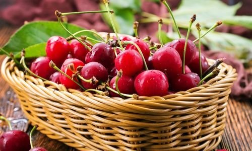 Kütahya Vişnesi Fidanı Fiyatı