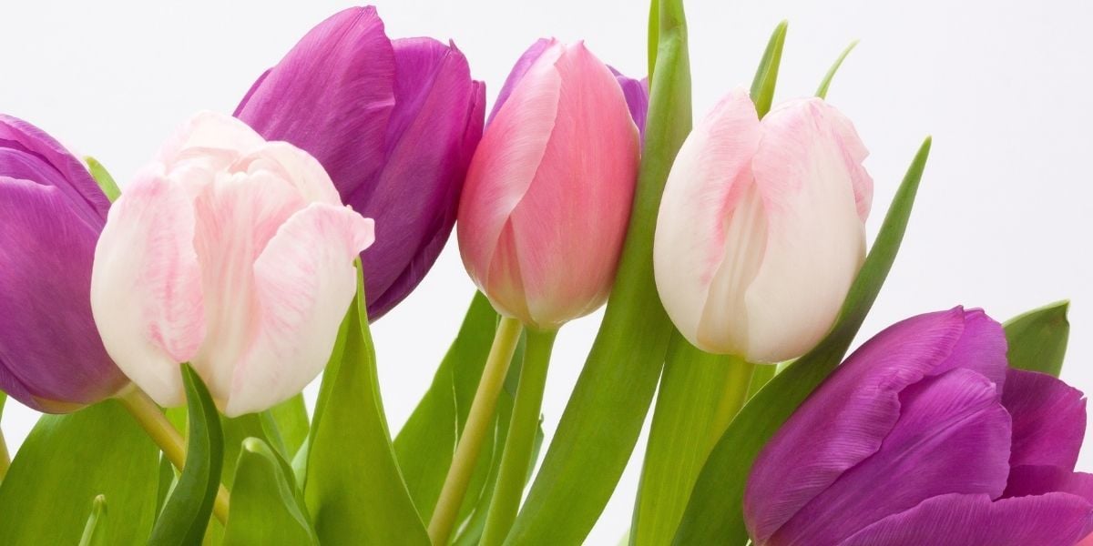 Lale Soğanı Nasıl Yetiştirilir