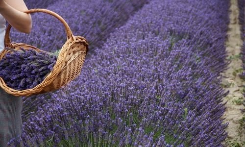 Lavanta Çiçeği Bakımı
