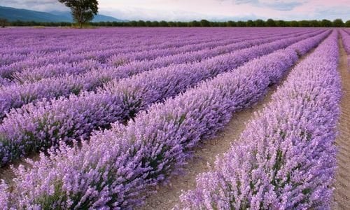 Lavanta Çiçeği Özellikleri