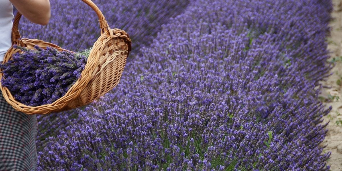 Lavanta Çiçeği Bakımı