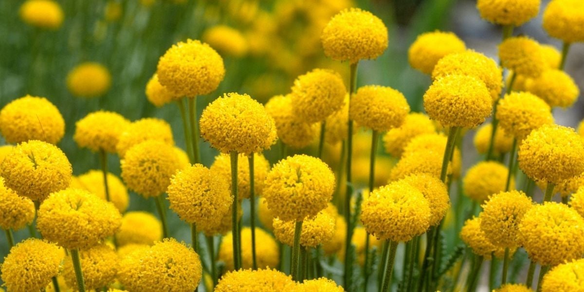 Lavantin Çiçeği Bakımı