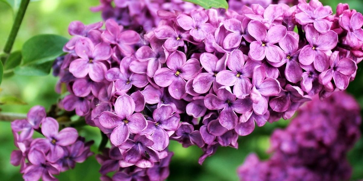 Leylak Çiçeği Bakımı