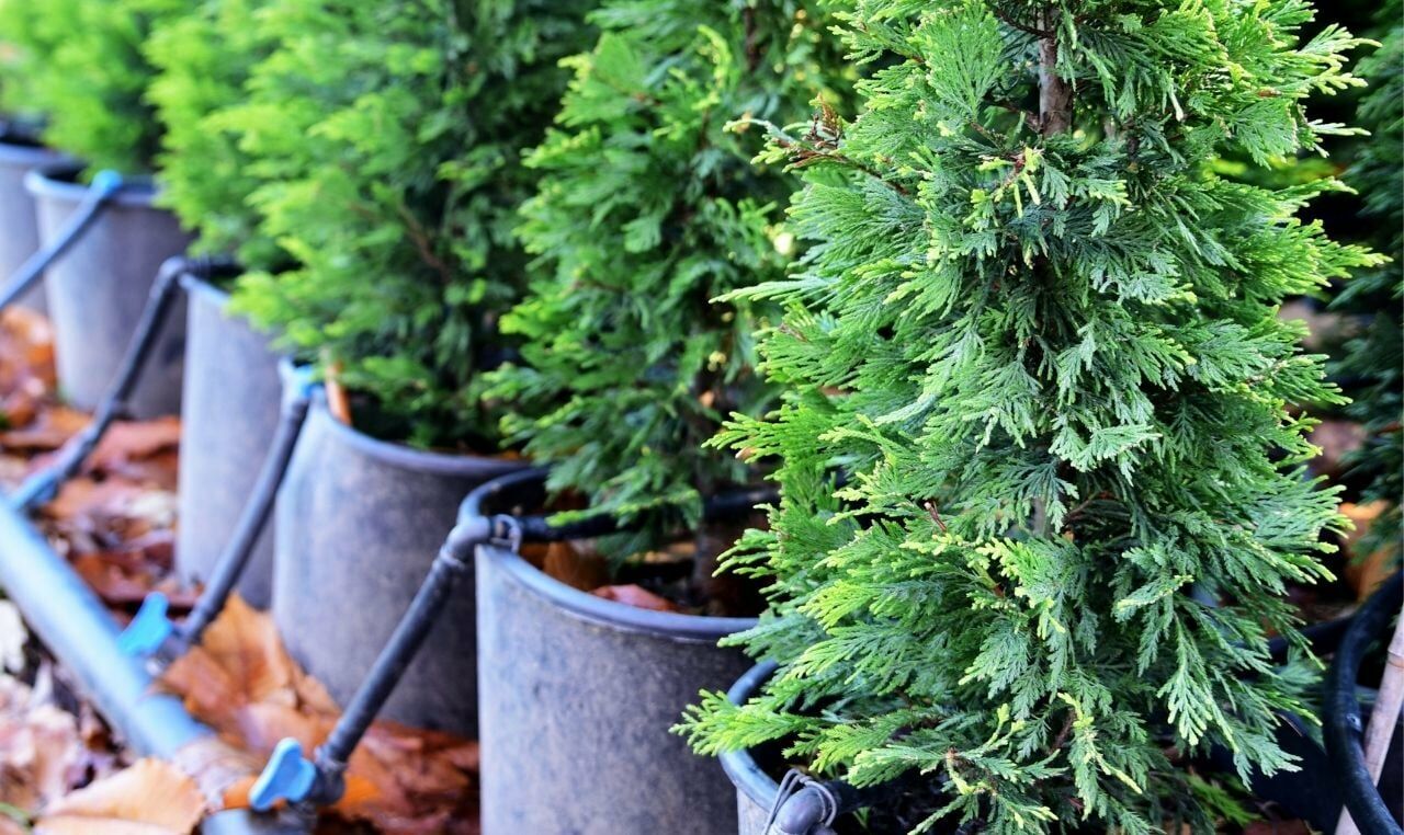 Leylandi Fidanı Fiyatı